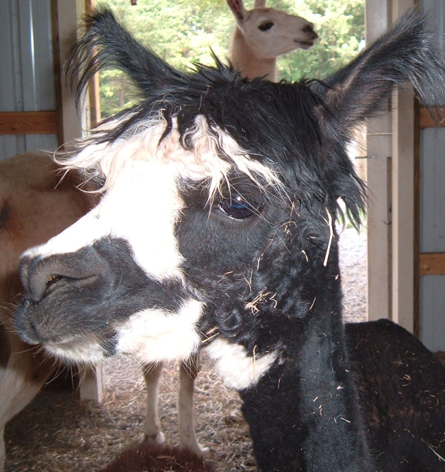 Alpaca