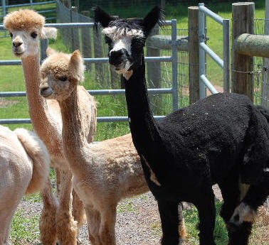 Alpacas 2