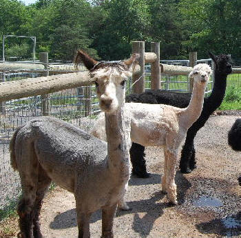 Alpacas 1