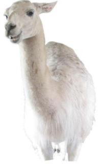 Mama Llama